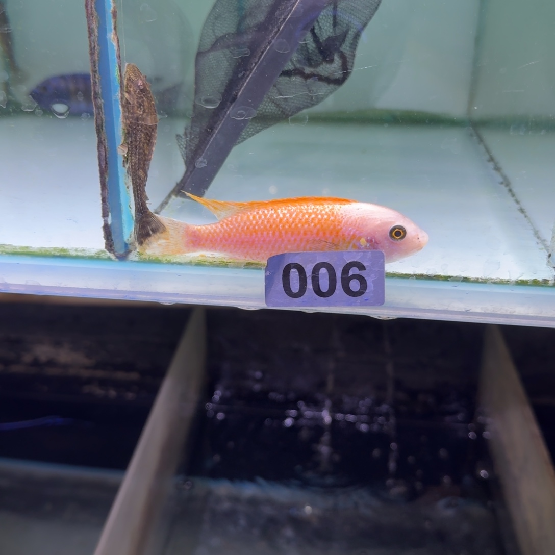 J***H慈鲷鱼6号松比西O公10-11