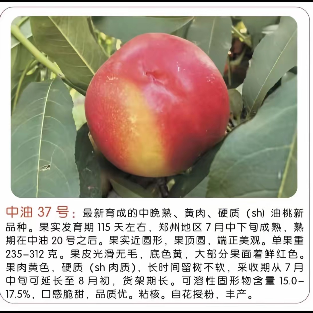 水果树苗  中油37 高糖大果型油桃7月中下旬成熟、