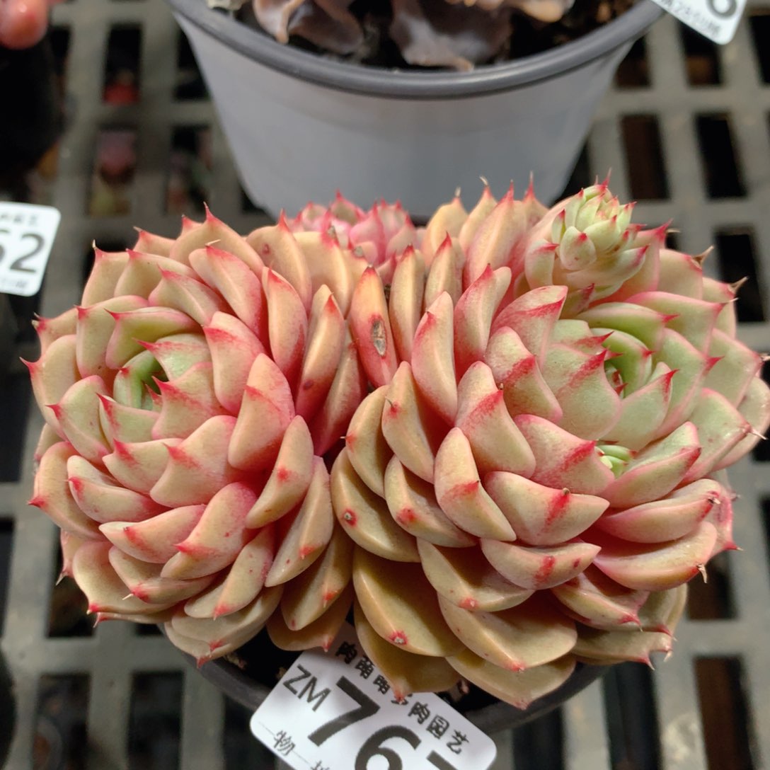 5CM拇指盆精控多肉ZM767