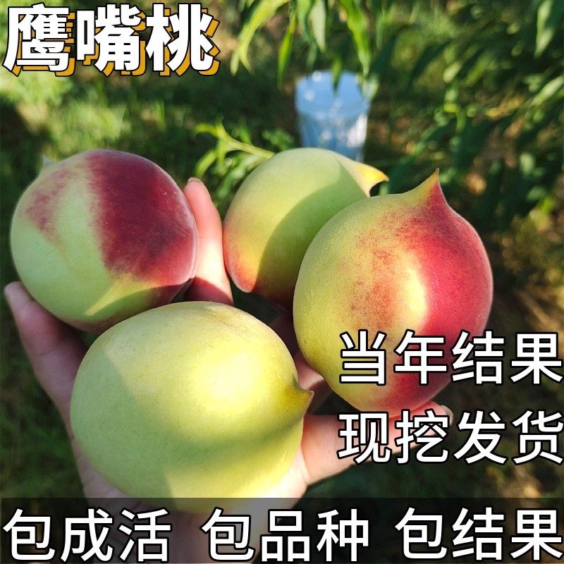 鹰嘴桃树果苗南北方耐寒特大号甜脆桃子盆栽嫁接矮化早熟当年结果