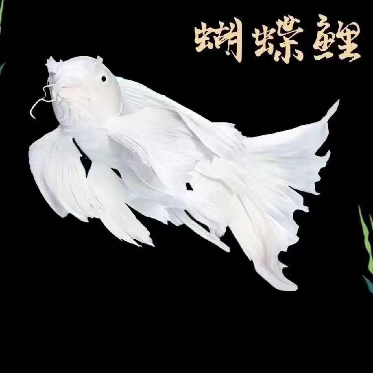 301-400号收到务必拍开箱视频红白三色德系锦鲤蝴蝶鲤小红草