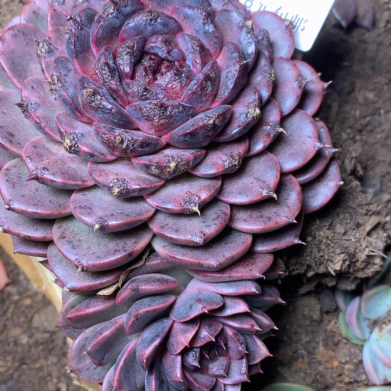 【闪购商品】云935号黑暗至尊13厘米