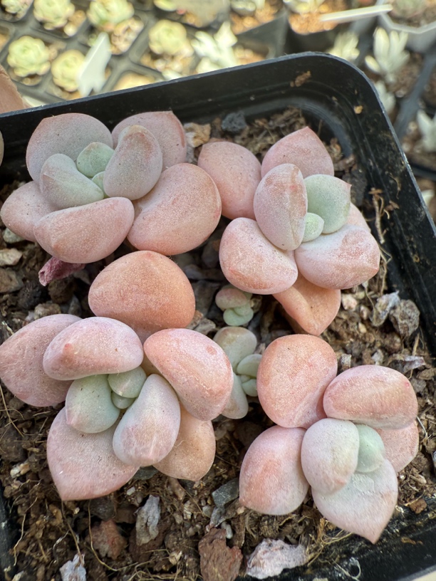 精品大花斑鹿多肉植物