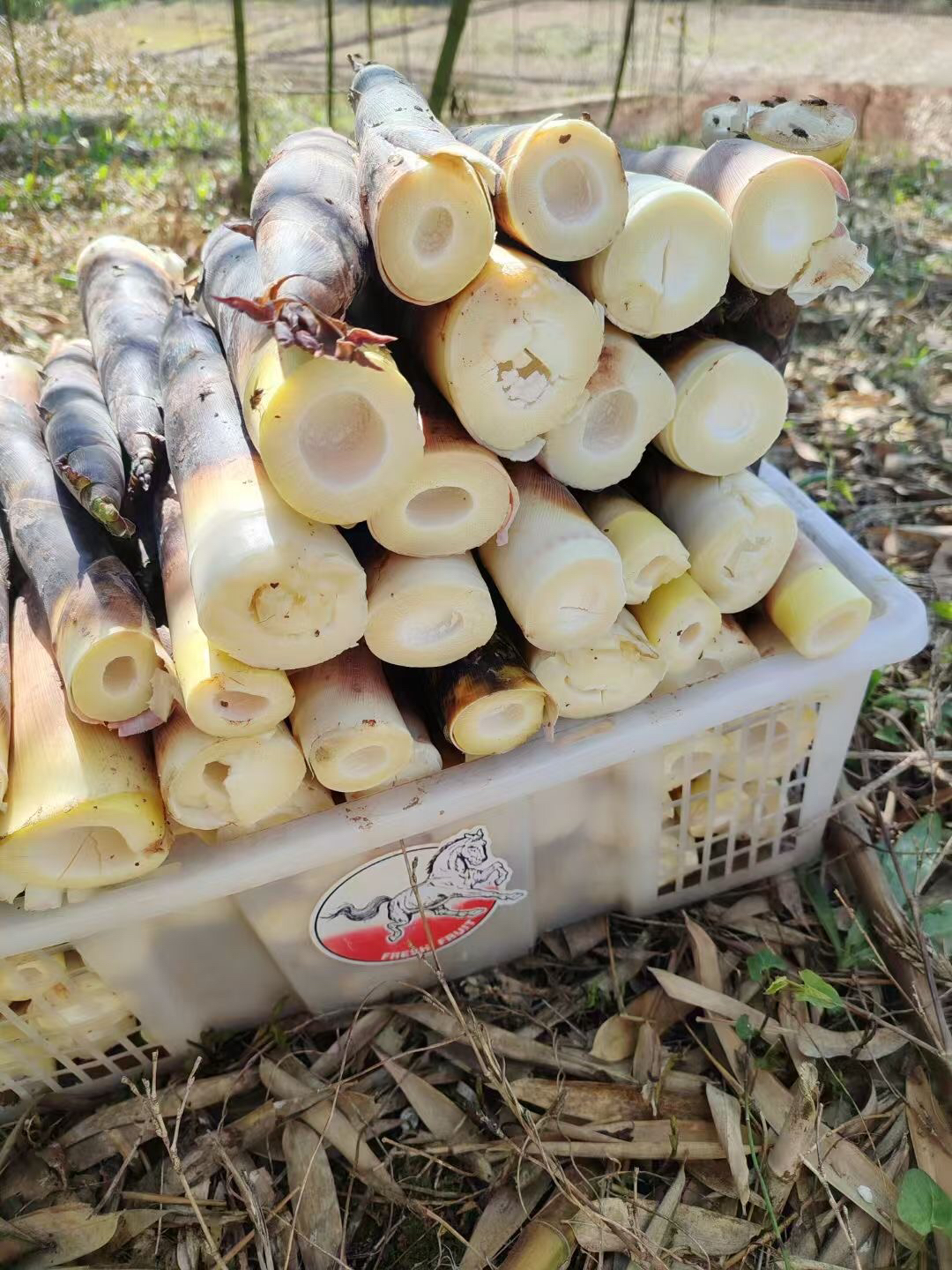 平武大桥雷竹笋3斤顺丰包邮到家