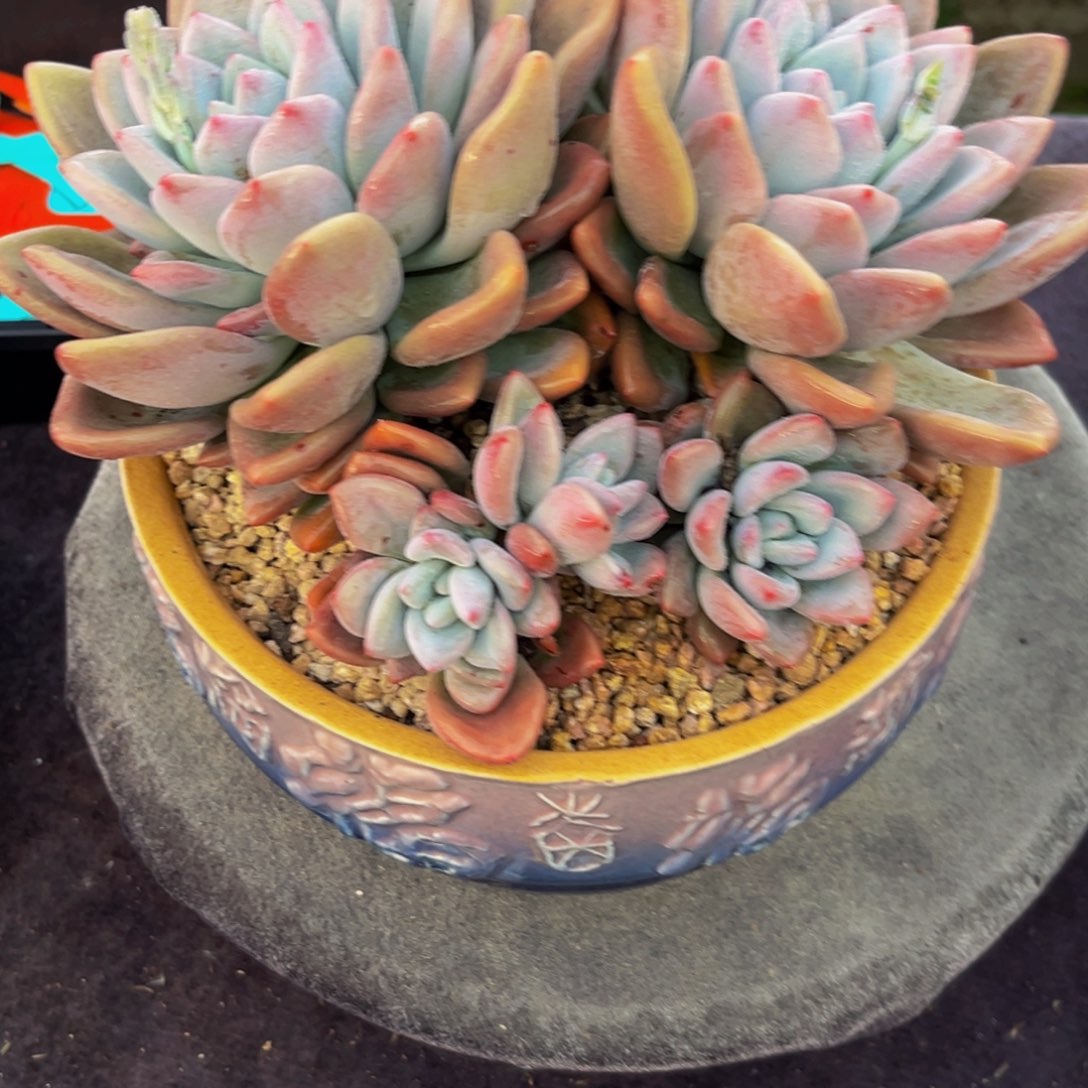 2437下午多肉植物群生