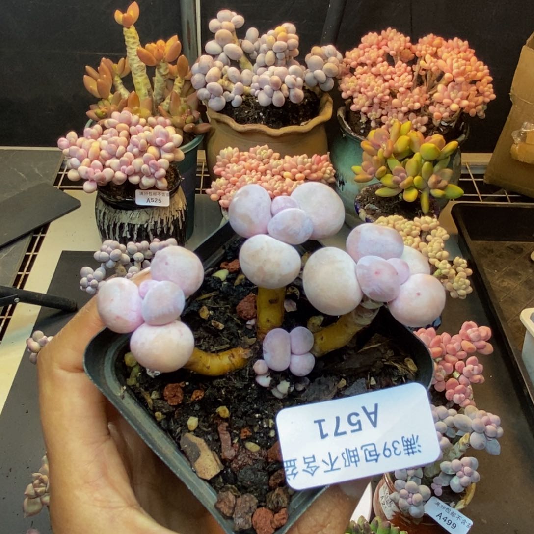 571橙奶多肉肉6c m