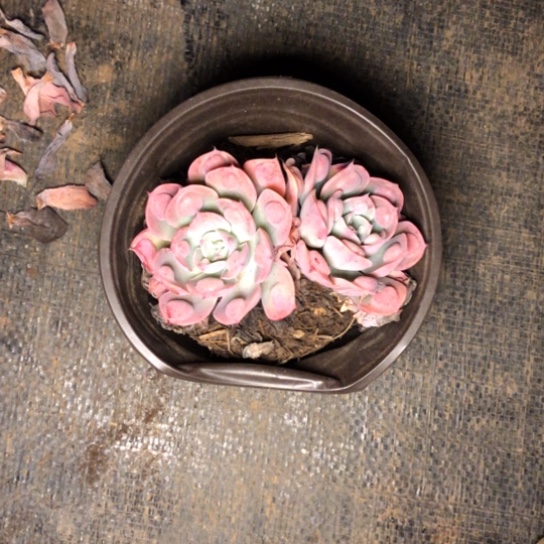 双头雨滴多肉植物