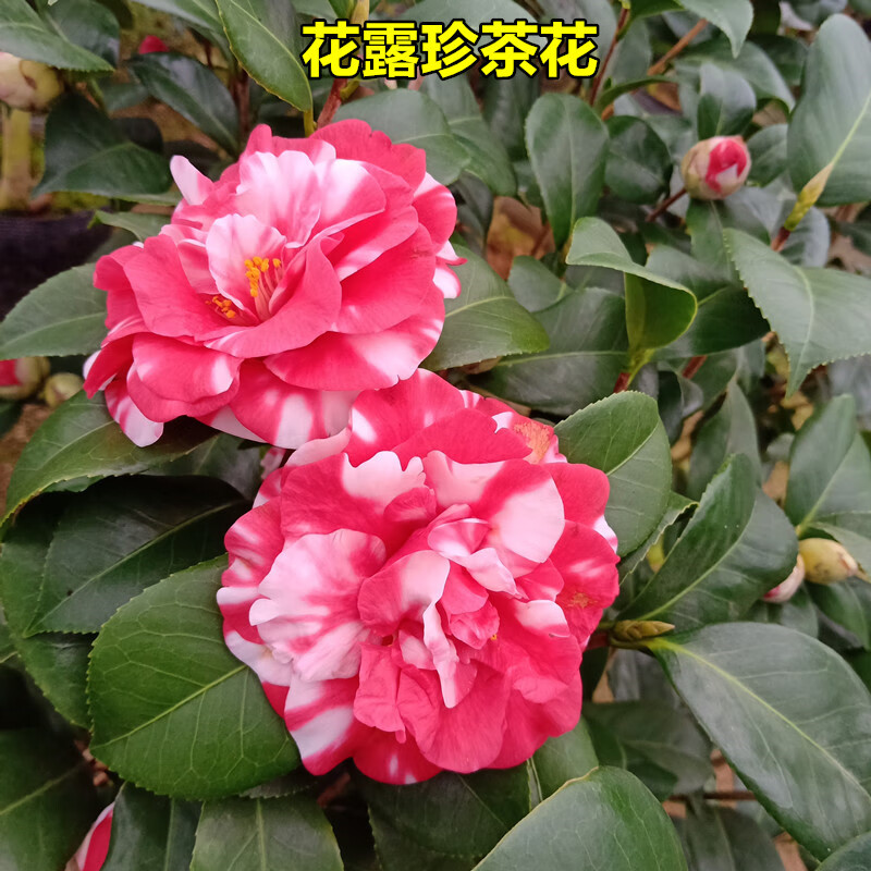 花露珍山茶花多色复色耐寒好养室内外阳台庭院盆栽花卉带花苞