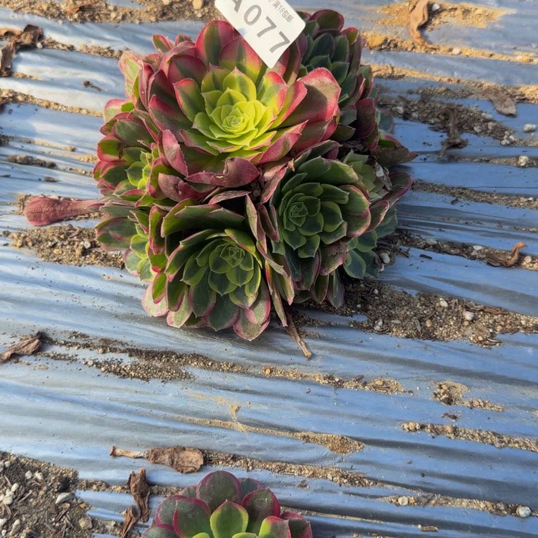 L***p077水中月到秋。多肉植物