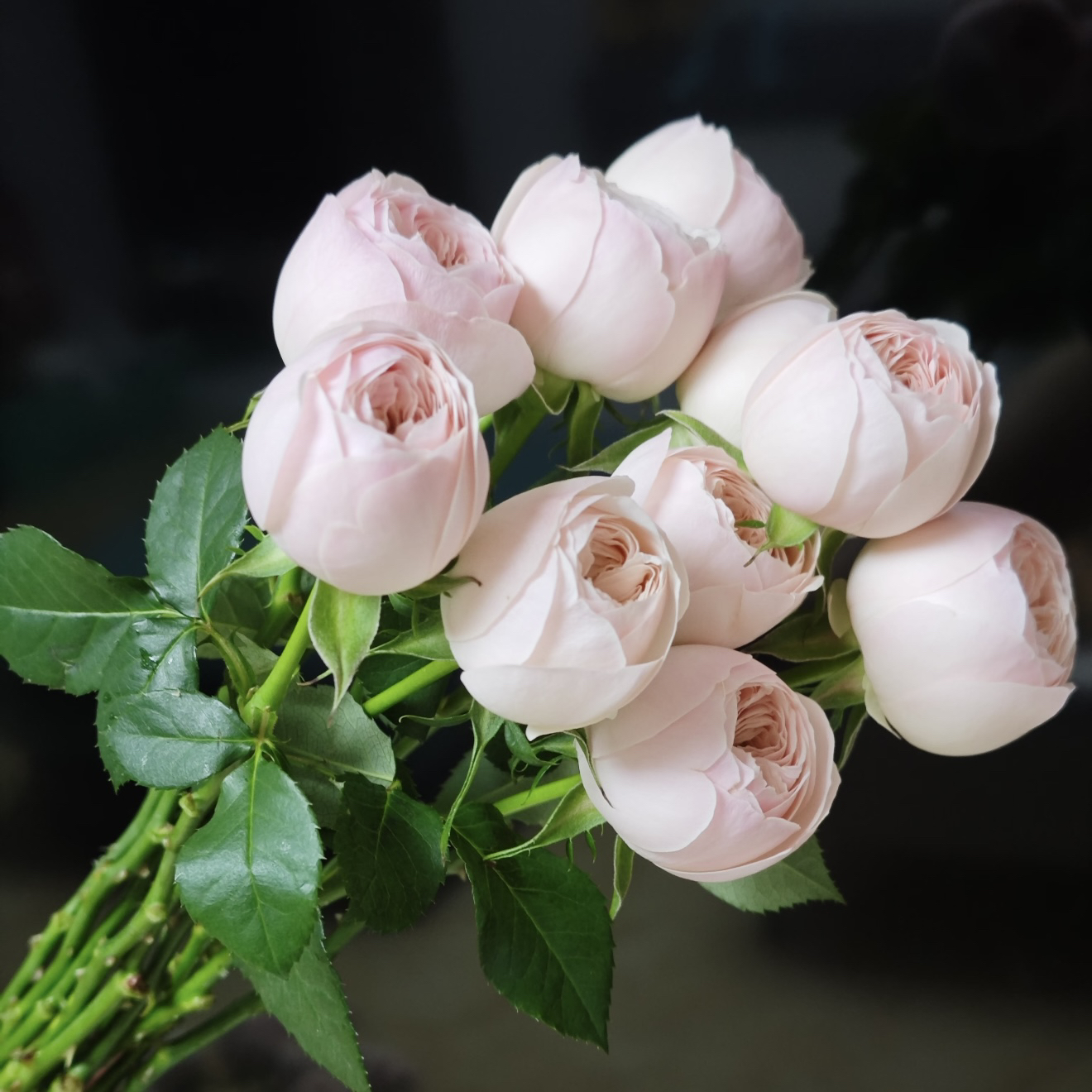 单头酷皮玫瑰鲜花 云南鲜花包邮