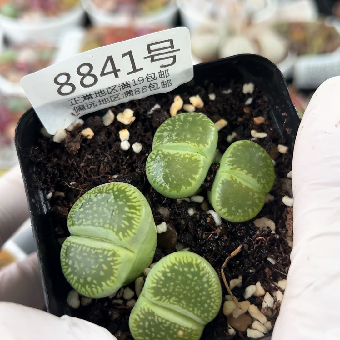 好养易活生石花大母本8841