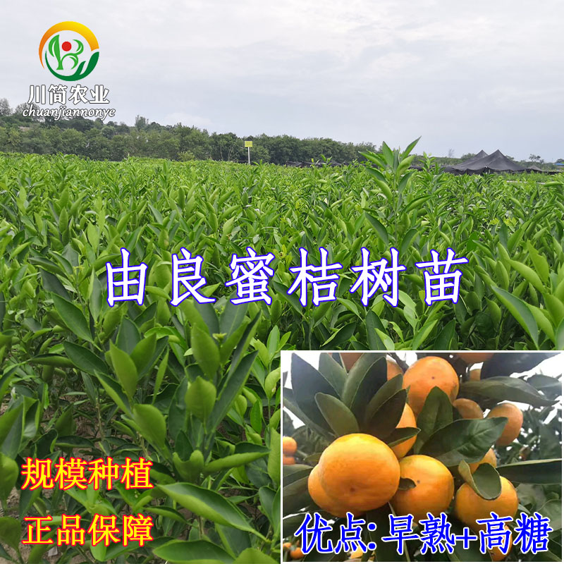 热销嫁接由良树苗由良早熟蜜桔树苗柑橘水果树苗庭院盆栽地栽种植