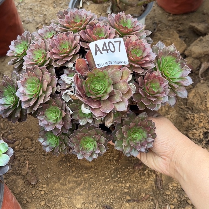 红魔多肉植物407.