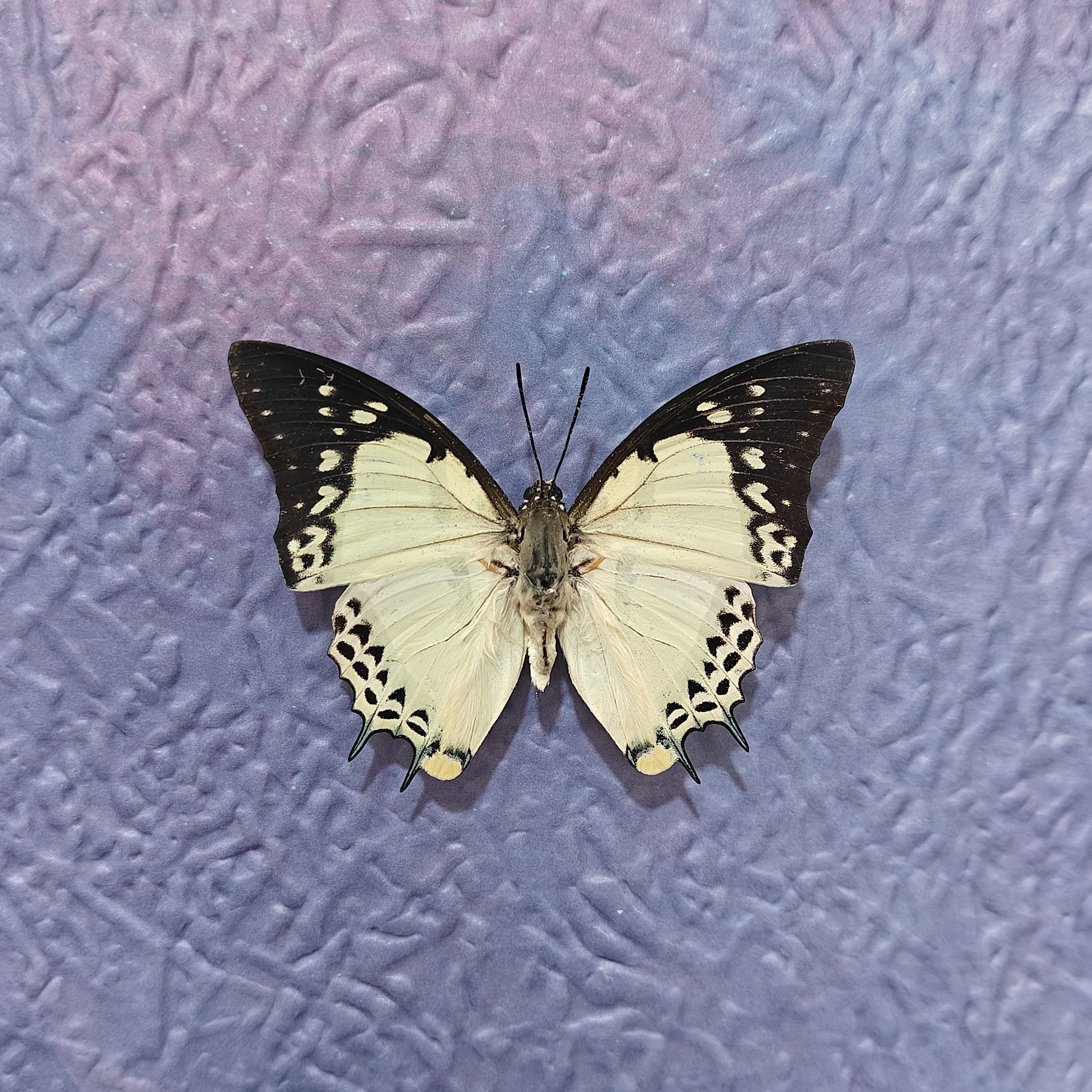 二尾蛱蝶 真蝴蝶标本 装饰画 需定制背景可联系客服 送8寸画框