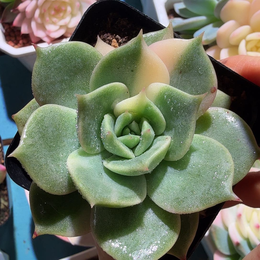 贝加尔湖锦，多肉植物