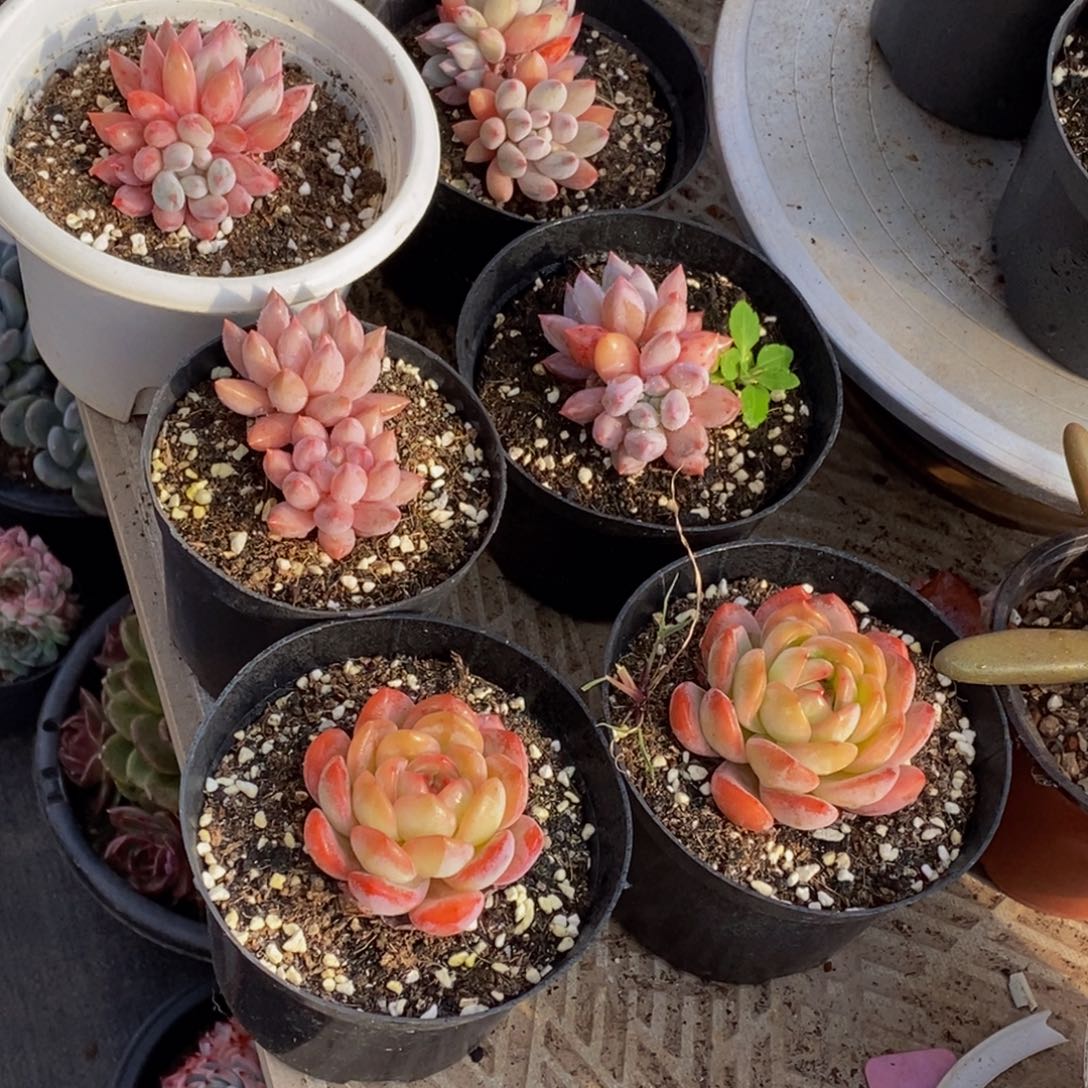 米*拉48包邮一物一拍多肉植物