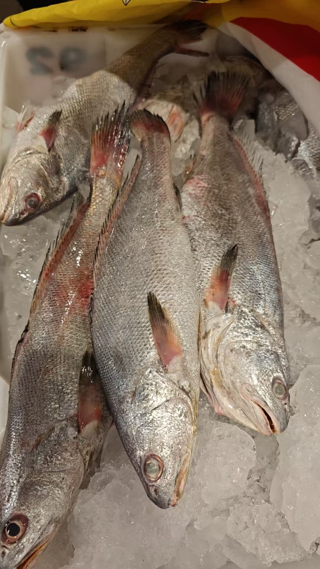 米鱼4斤]正宗东海野生米鱼白皮米鱼白鳞米鱼顺丰包邮