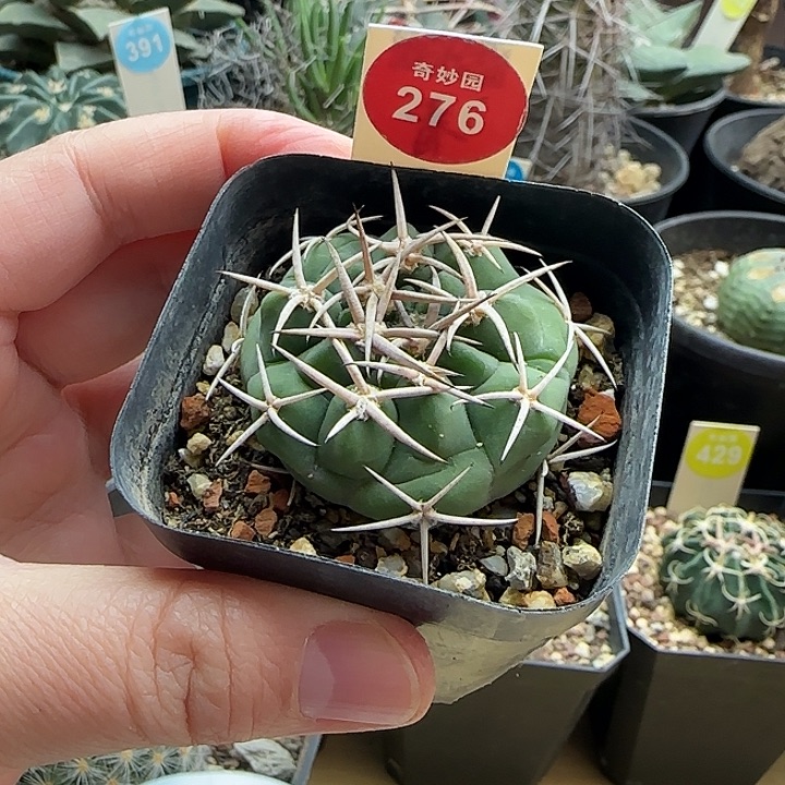 实生碧岩玉一颗36877