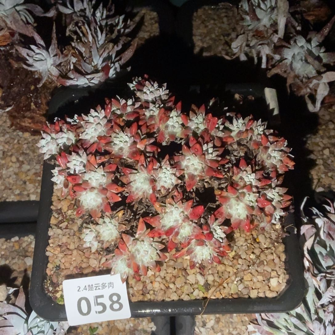 058白菊多肉植物