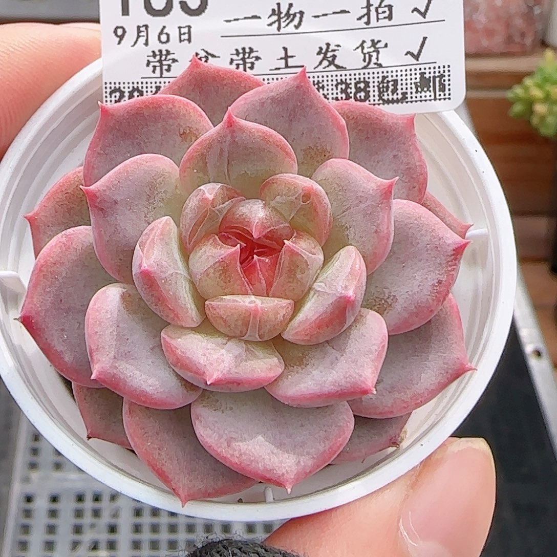 ****影多肉0906-183琴心琴心