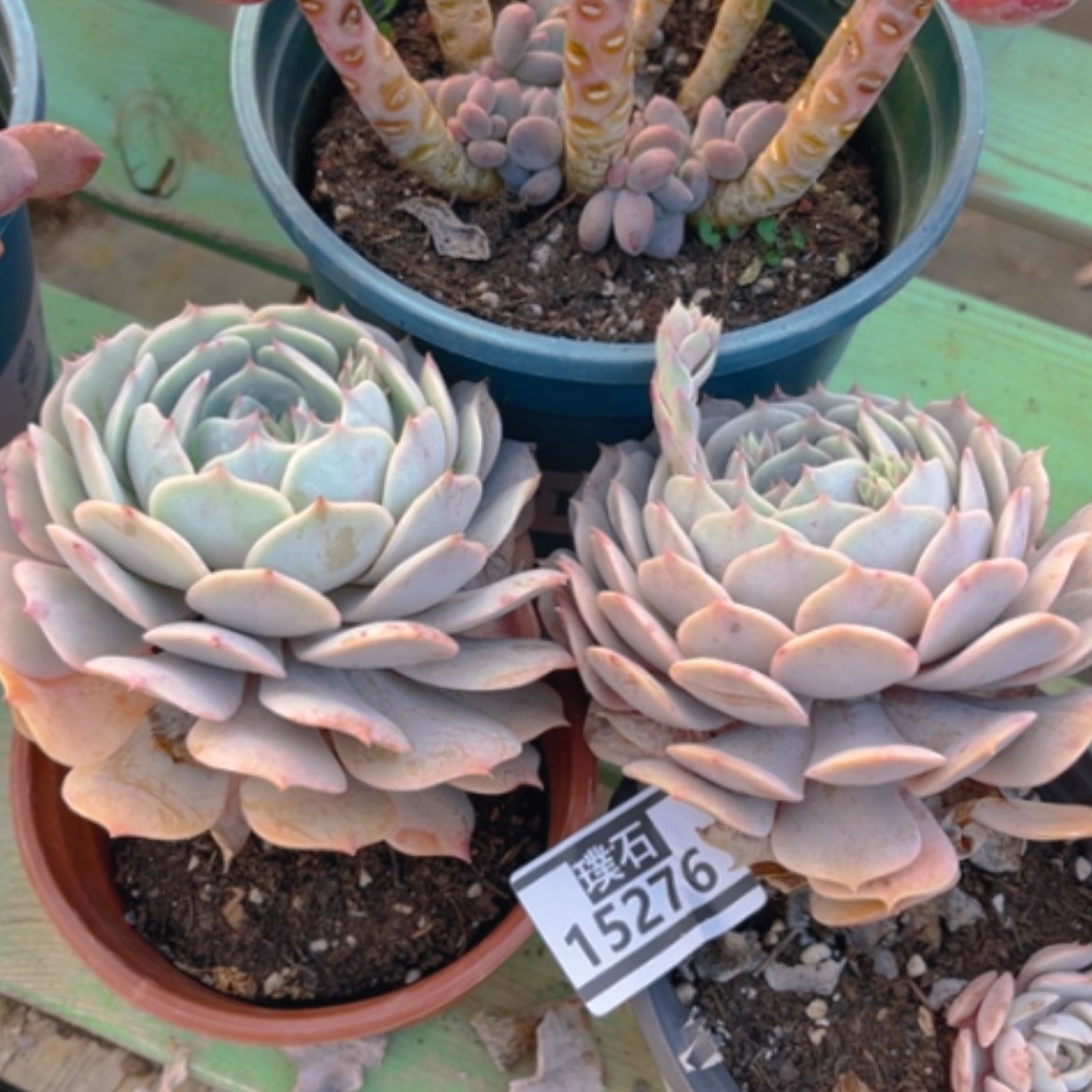 【闪购商品】粉蝶15276