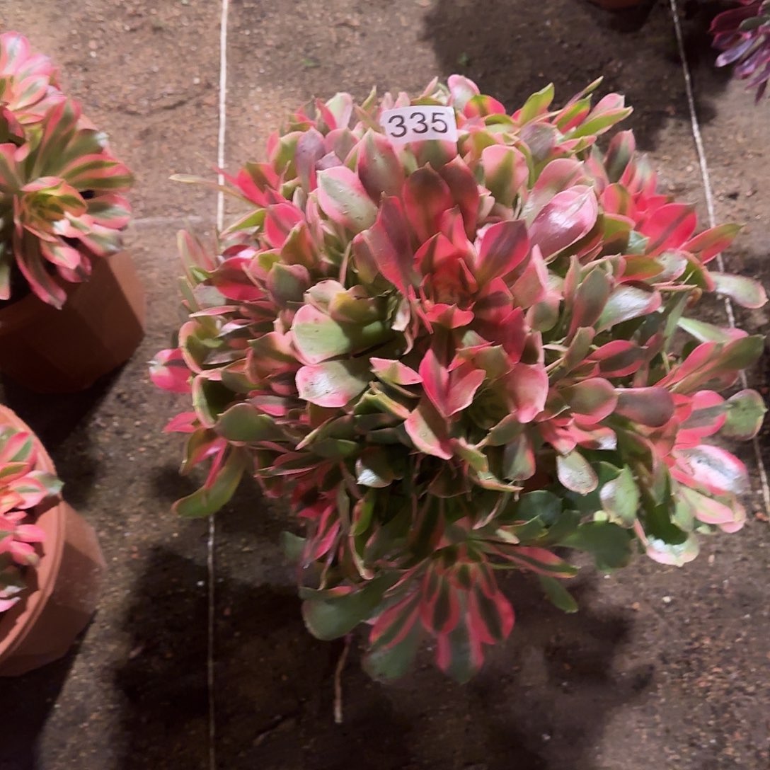 多肉植物法师香妃335