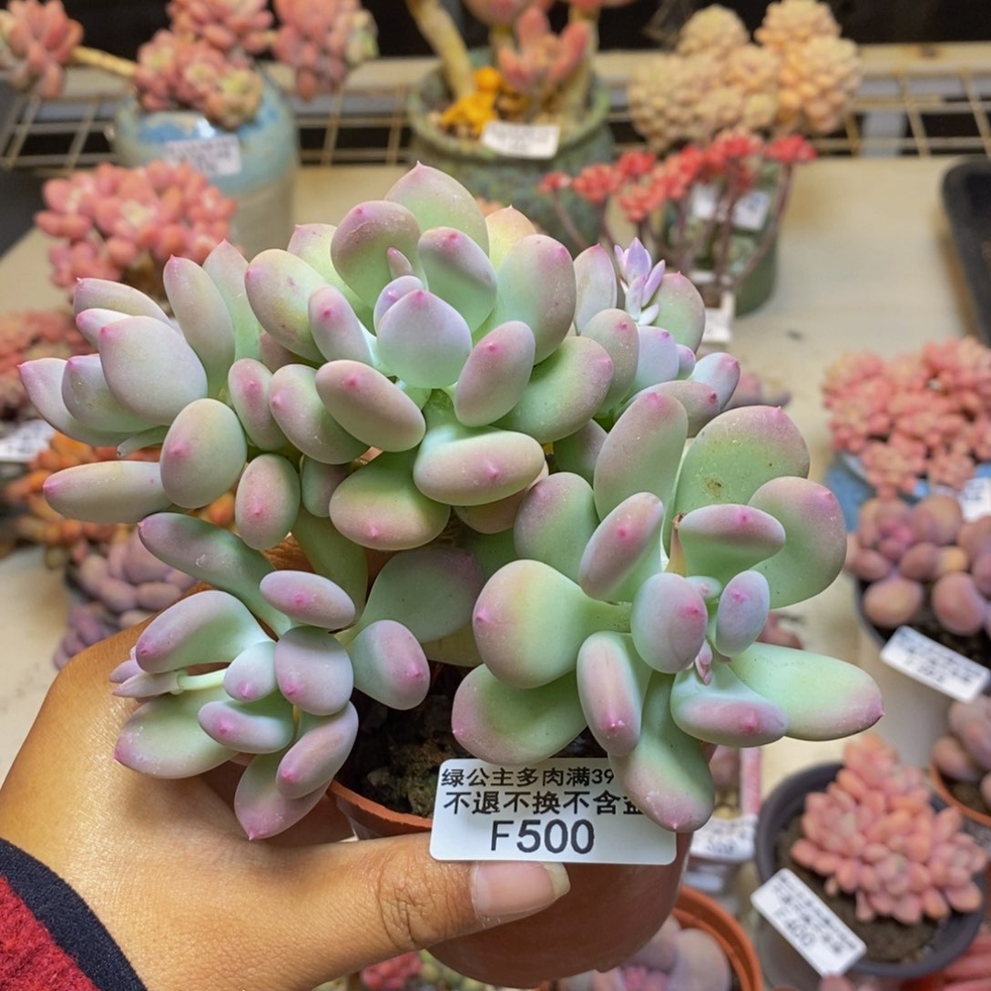 500苹果奶四代多肉9c m