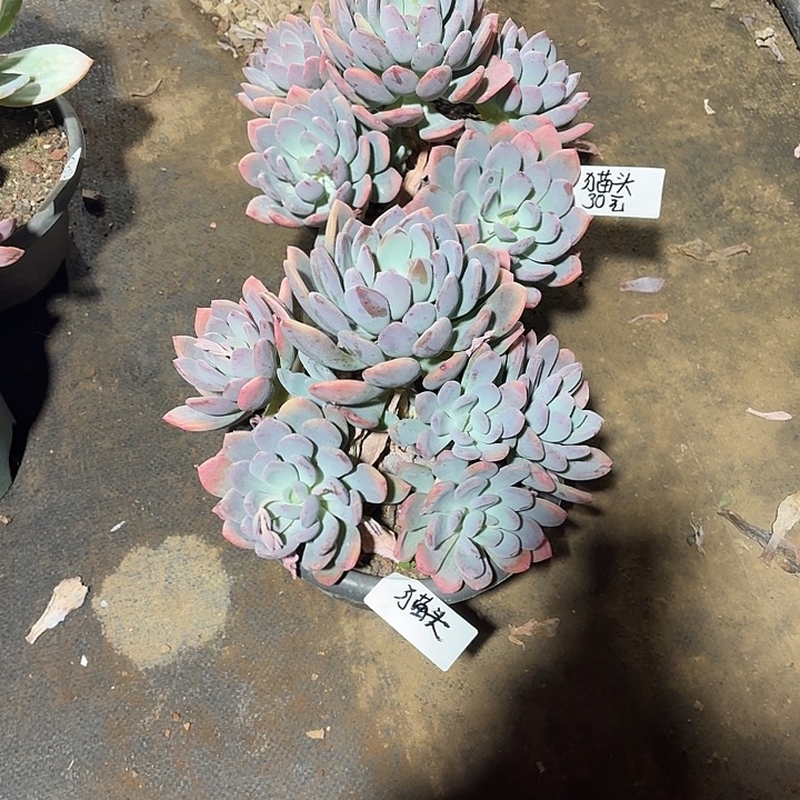 猫***#多肉植物一物一拍猫头