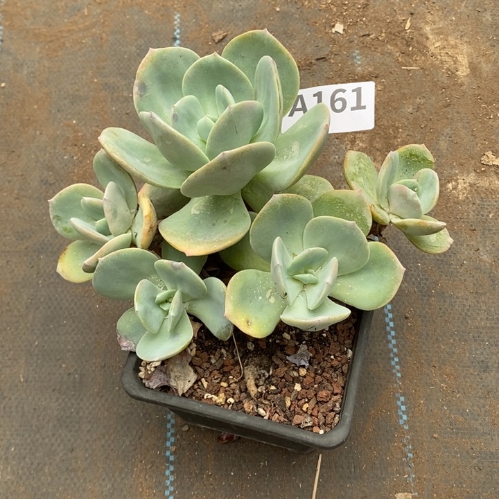 粗腿无砍老桩 161。。。。。。。。