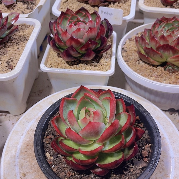 惊鸿仙子多肉植物02