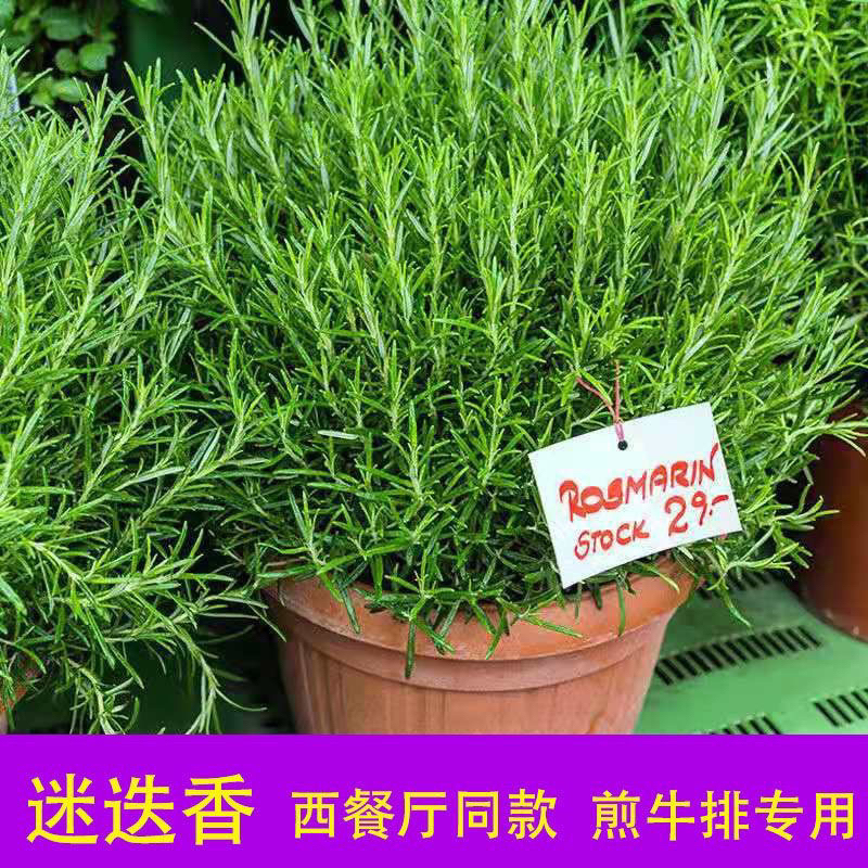 迷迭香盆栽煎牛排用驱虫驱蚊室内净化空气花卉