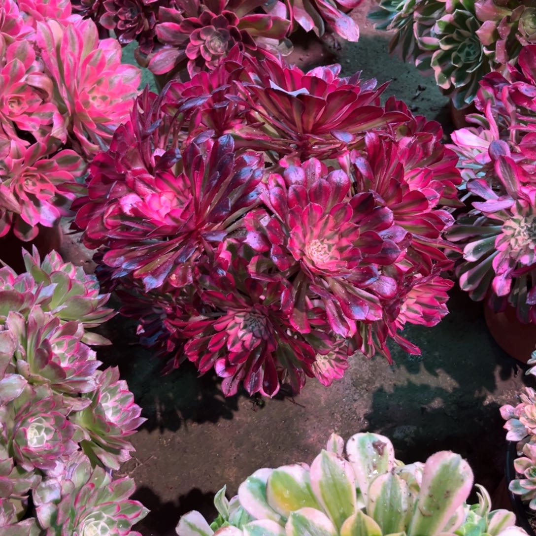 多肉植物红铜743