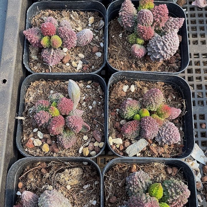 珠子玉带盆土发货