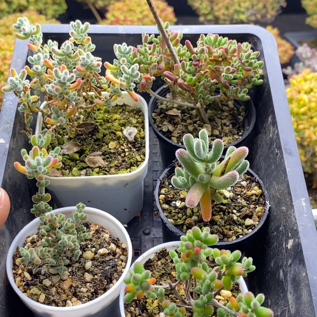 新手福利套餐607。      