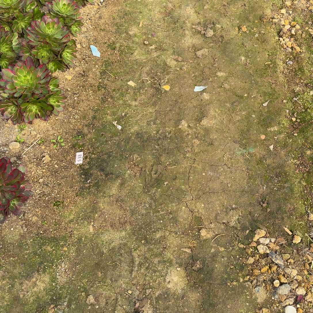 惠**锁1198妖月。多肉植物