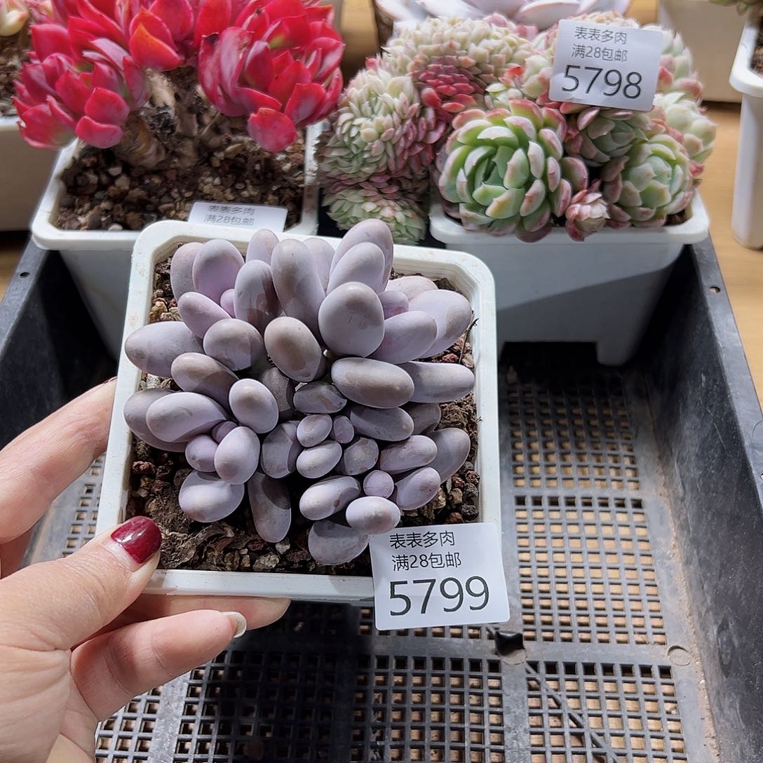 9号我们的确是一个很5798