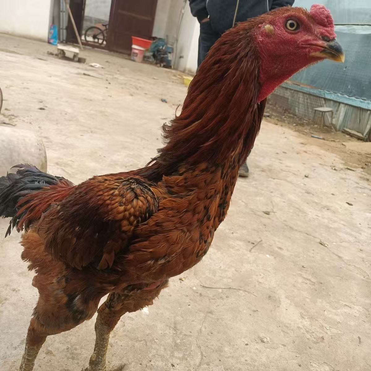 高品质大公鸡有脚蹬可炖汤冷冻净膛发货冷链包邮 包冰率不含冰