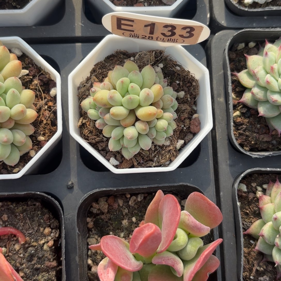 E133精灵奶一物语拍