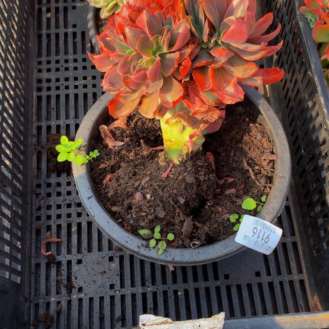 步*9116红酒杯多肉