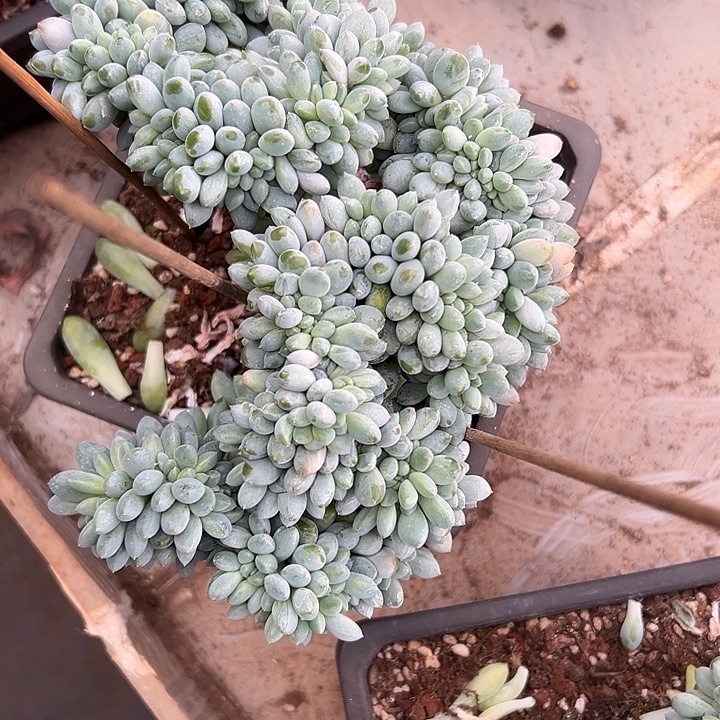 超大奶糖群生缀化多肉