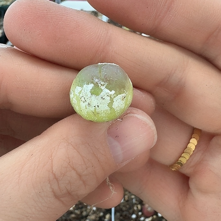 老马生石花拉登817