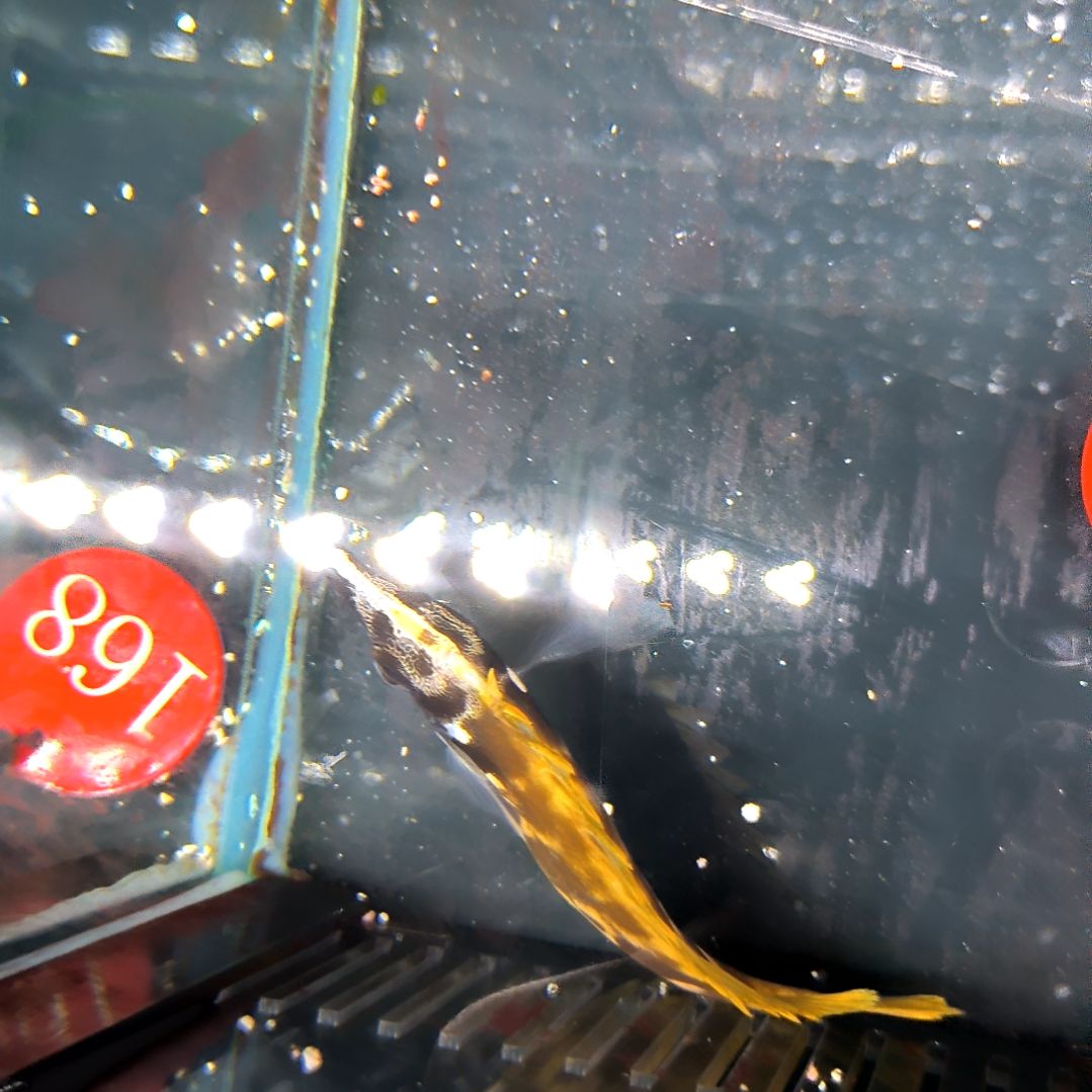 海水鱼黄狐狸9+/5-56-85