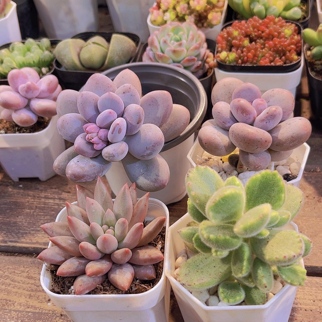 如图4盆1111111111111111111