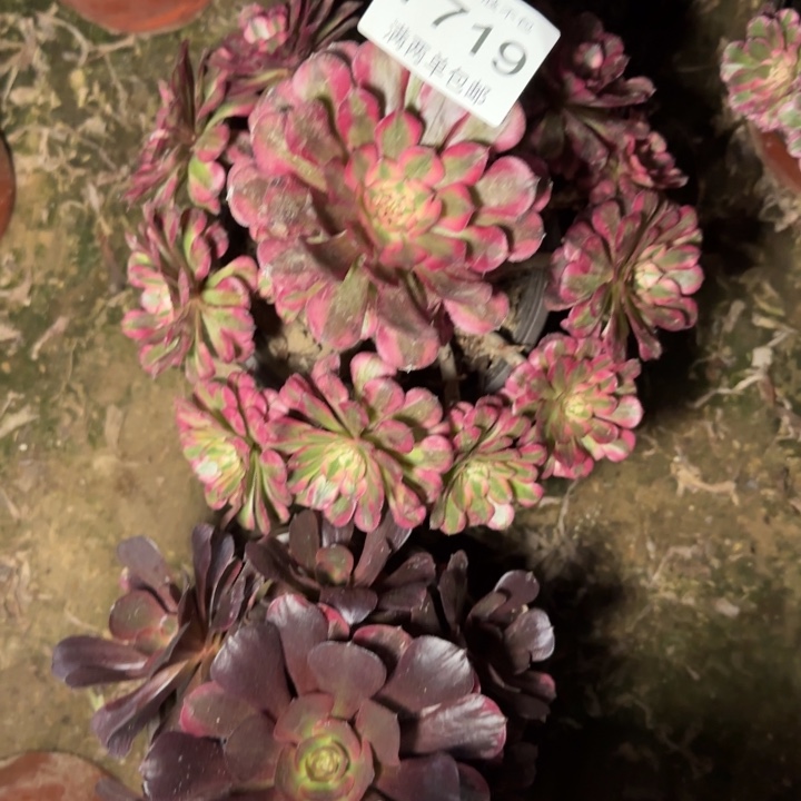 7719红铜多肉植物