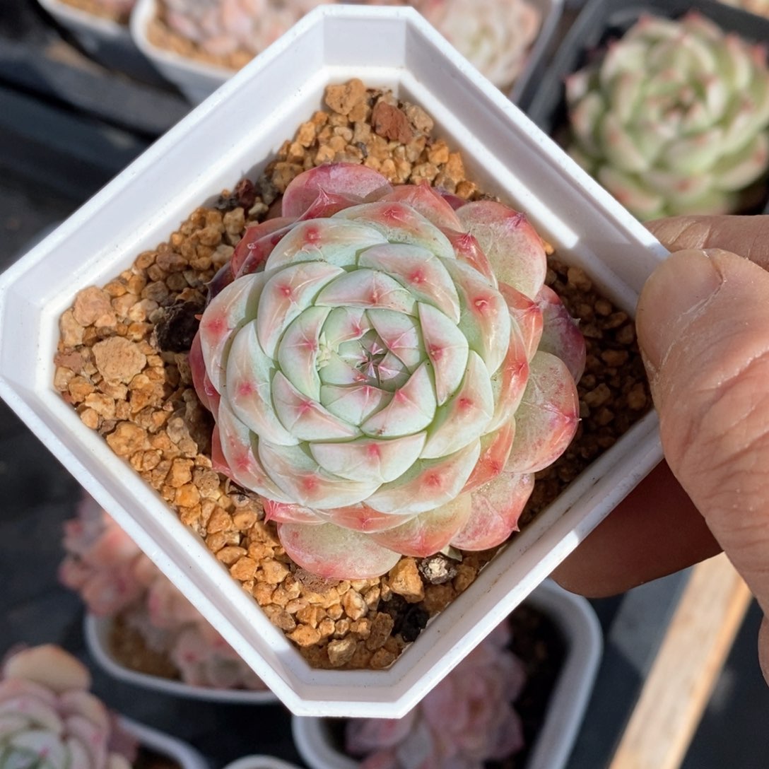 精品多肉一物一拍不包整20