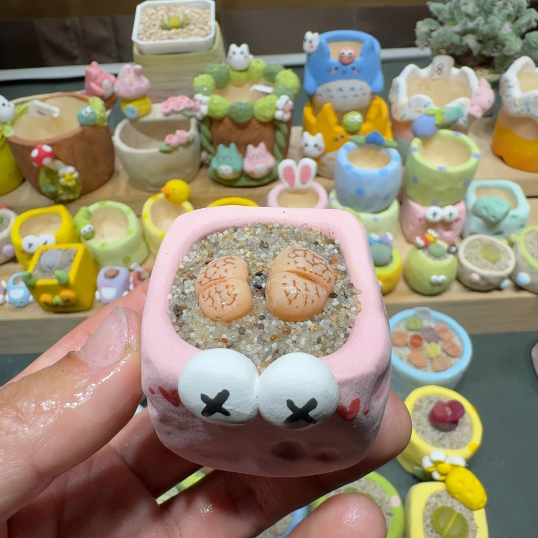 红陶蘑菇693大白