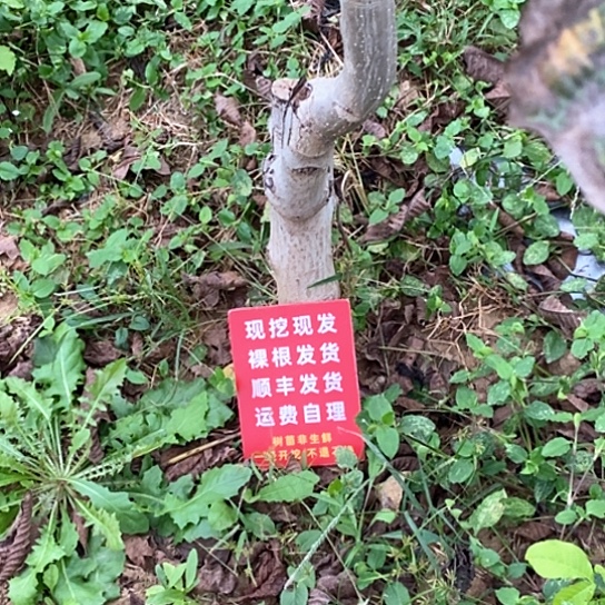 深***念吊坠文玩核桃龙鼎糖三角各一颗