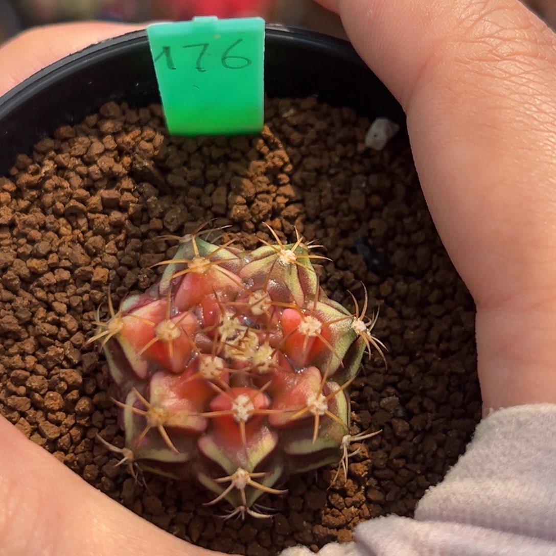 泰系侧芽西红柿176