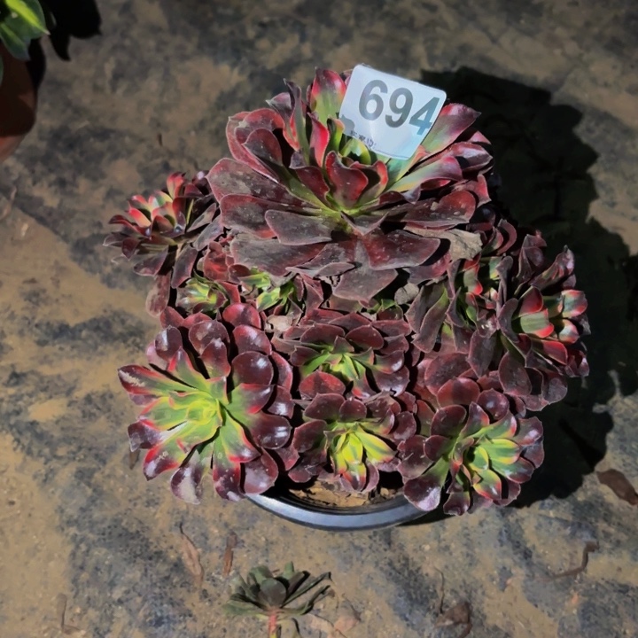 694美杜莎多肉植物不售后