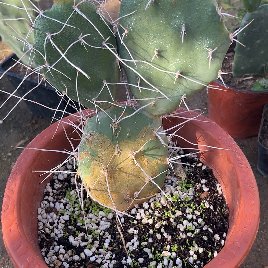 多肉植物曲刺硫磺